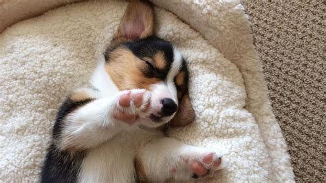 CUTE SLEEPING CORGI PUPPY COMPILATION - Grows Up! - YouTube