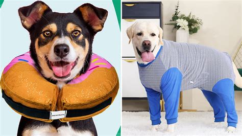 The 7 Best Dog Cone Alternatives, According To Vets