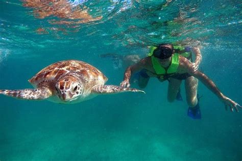 Tulum Ruins And Swim With Turtles In Akumal: Triphobo