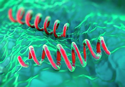 Treponema Pallidum Bacteria Photograph by Science Artwork - Pixels