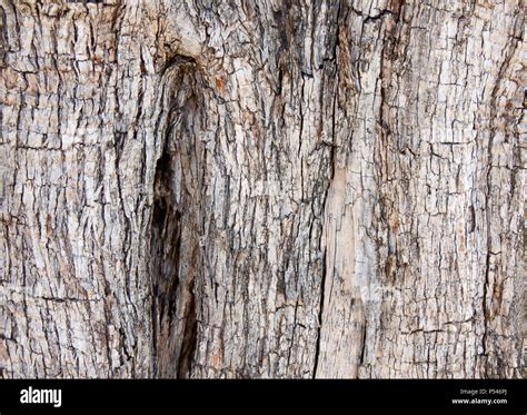 Olive tree bark hi-res stock photography and images - Alamy