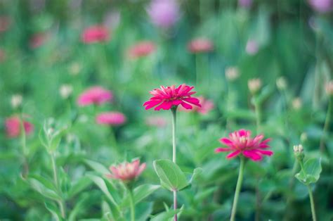 Flowers on bokeh blur background ~ Nature Photos on Creative Market