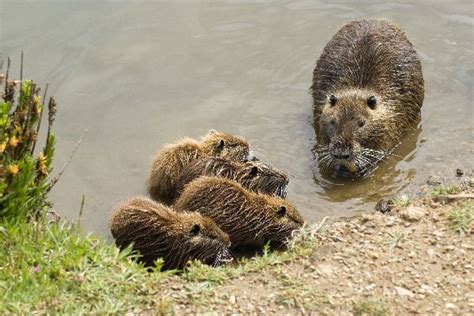 Nutria or Coypu - Animal Facts and Information