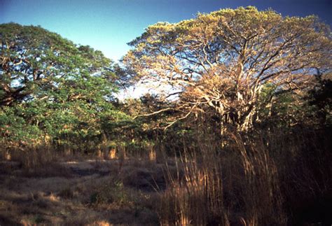 Forest Biome: Plants In The Tropical Dry Forest Biome