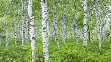 Birch trees in the urban landscape - Canada's Local Gardener magazine