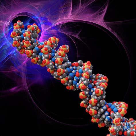 B-dna Molecule Photograph by Laguna Design/science Photo Library