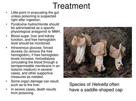 PPT - Poisonous Mushrooms PowerPoint Presentation - ID:240969