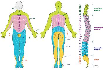 Lumbar Radiculopathy Anatomy