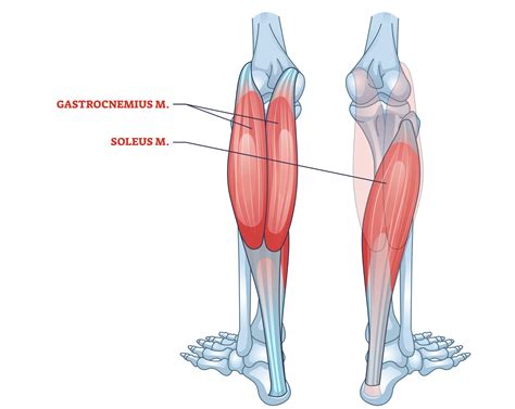 Soleus Exercises