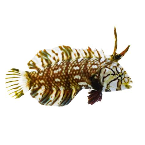 Dragon Wrasse | Petco