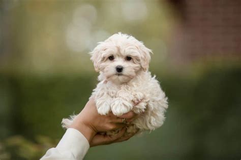 The 7 Most Cute and Adorable Poodle Mixes (With Pictures) – Poodle Report