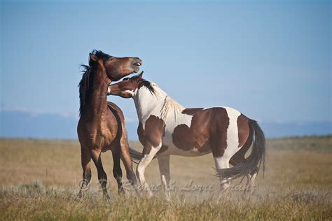 Wild mustang | Yellowstone Nature Photography by D. Robert Franz