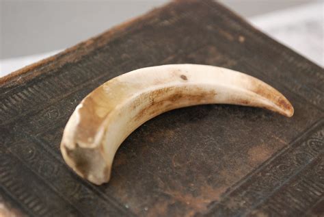 Genuine wild boar tusk tooth fang