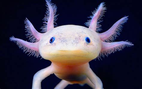 Mexican Axolotls: Characteristics, reproduction, hábitats and more.