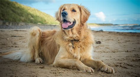 Golden Retriever Dog Breed Profile – Top Dog Tips