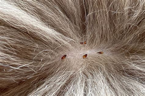 Fleas on Cats: How to Identify and Treat Them | Great Pet Care