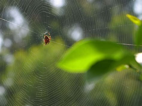 Free photo: Spider Web - Insect, Spider, Texture - Free Download - Jooinn