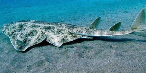 15 Amazing Angel Shark Facts , Angel Shark Species