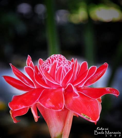 Ginger Flower - Singapore Botanic Garden | A few steps into … | Flickr