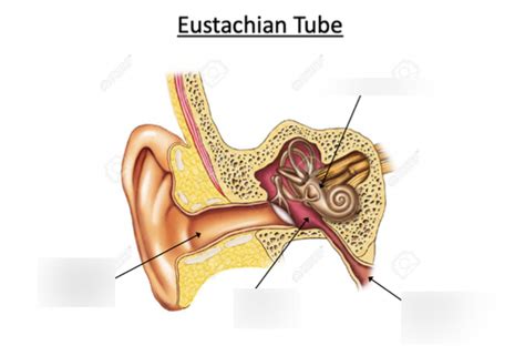 Eustachian tube Diagram | Quizlet