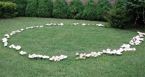 Fairy Rings | Herbarium | USU