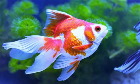 Fantail Goldfish | Great Pet for Cold Water Aquariums