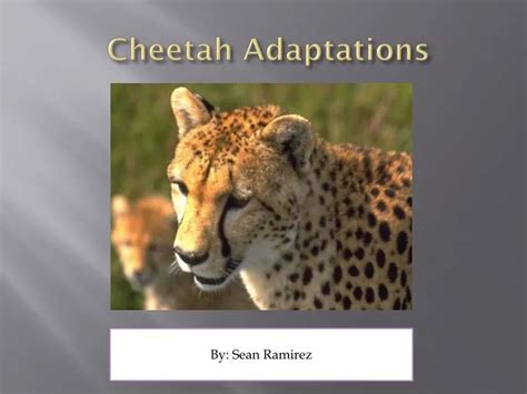 PPT - Cheetah Adaptations PowerPoint Presentation, free download - ID:2664244