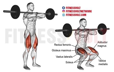 Barbell Front Squat (Legs) ~ healthtasy.com