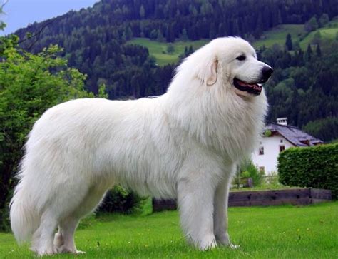 Pyrenean Mountain Dog – gorgeous dog | DinoAnimals.com