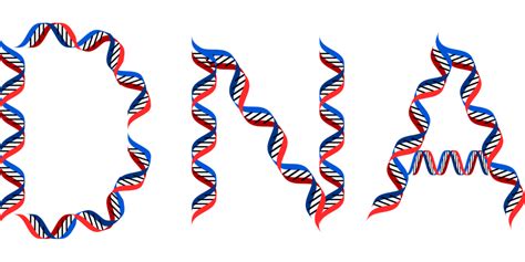 Download Dna, Deoxyribonucleic Acid, Typography. Royalty-Free Vector ...