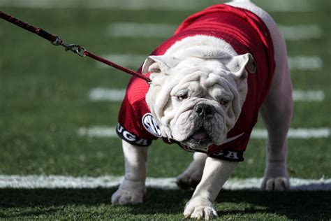 Former Georgia bulldog mascot Uga X dies with 2 national championships ...