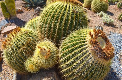 Cactus Country (Strathmerton, Victoria): Because what's better than giant cacti and margarita ...