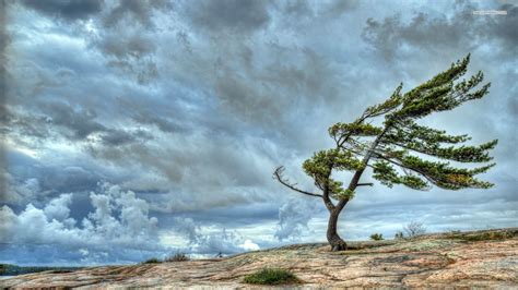 Wind blown tree on the cliff wallpaper | Nature | Pinterest | Wallpaper