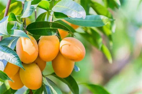 Australian Mango Varieties - Type of Mangoes | Lawn.com.au