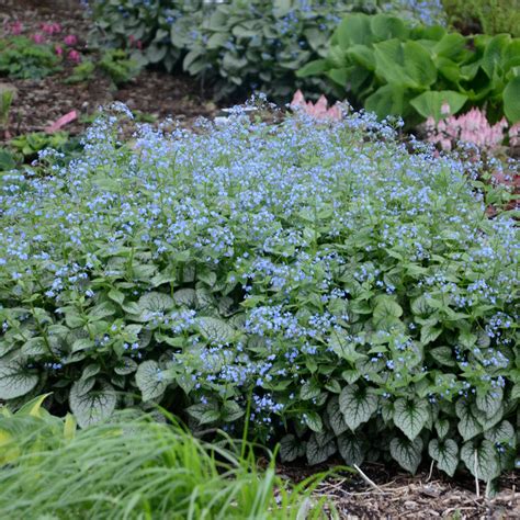 Brunnera macrophylla 'Jack Frost' for sale | Shop Stuart's – Stuart's Landscaping & Garden ...