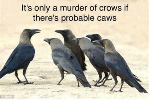 A murder of crows… - Bits and Pieces