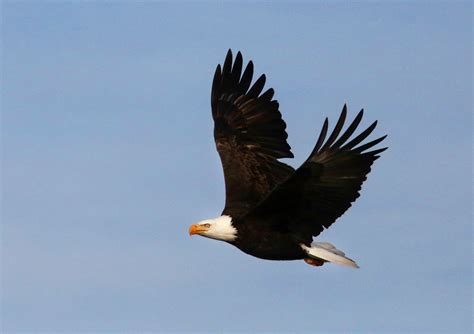 Cause of a mysterious disease killing bald eagles has been discovered ...