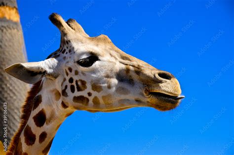 Giraffe With His Tongue Sticking Out Stock Photo | Adobe Stock