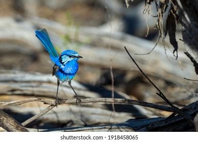 265 Splendid fairywren Images, Stock Photos & Vectors | Shutterstock