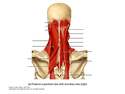 Muscles Moving Head and Neck Diagram | Quizlet