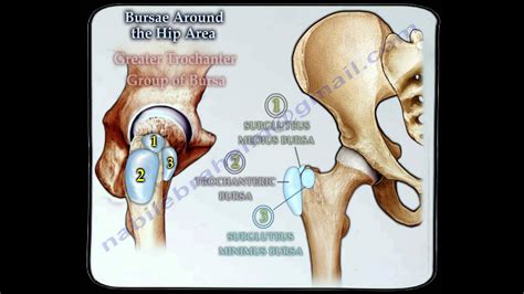 Hip Anatomy Bursa