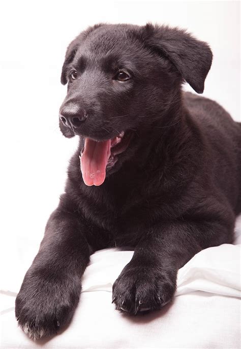 Droll Black Labrador Retriever Shepherd Mix - l2sanpiero