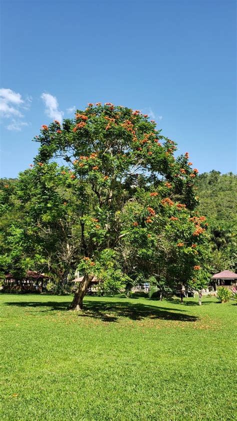 African tulip tree stock image. Image of shrub, sunlight - 186800933