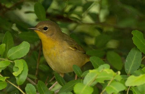 Birds of Central Texas – 3 | Wings Over Skagit