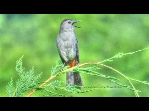 Gray Catbird Song - YouTube