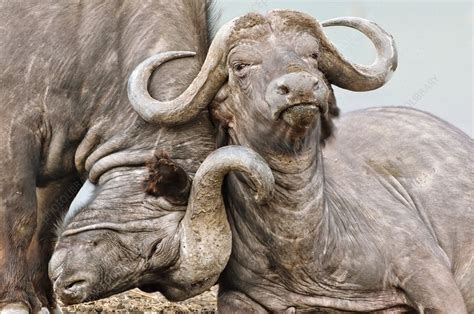 African buffalo - Stock Image - C013/2275 - Science Photo Library