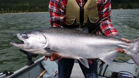 Freshwater Salmon Fishing Trips Pemberton British Columbia