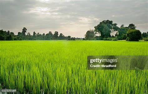 Cambodia Rice Fields Photos and Premium High Res Pictures - Getty Images