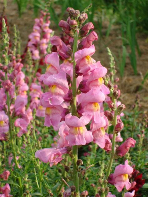 Garden | Snapdragon flowers, Snapdragons, Flowers