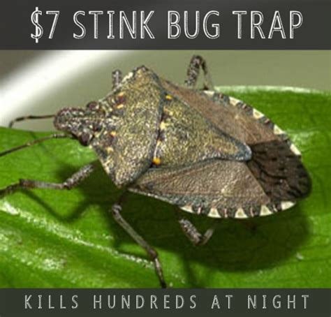 DIY Stink Bug Trap That Catches 100s Of Stink Bugs At Night For $7 ...